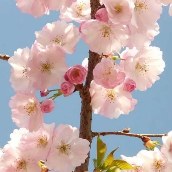 Pink & White Double Sakura Blossom Enameled Pin - Picture 5 of 5